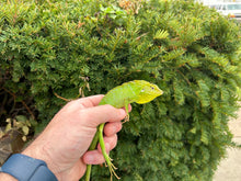 Load image into Gallery viewer, Forest Crested Dragon (1.1 Pair)