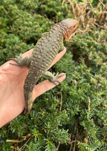 Load image into Gallery viewer, Small Caiman Lizard (2)