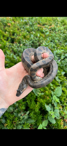 Baby Green Anaconda (Male 2)