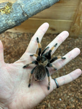 Load image into Gallery viewer, Mexican Red Leg Tarantula