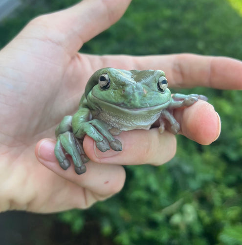 XL Adult White’s/Dumpy Tree Frog
