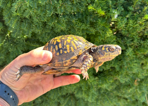Adult Eastern Box Turtle (Female 1)
