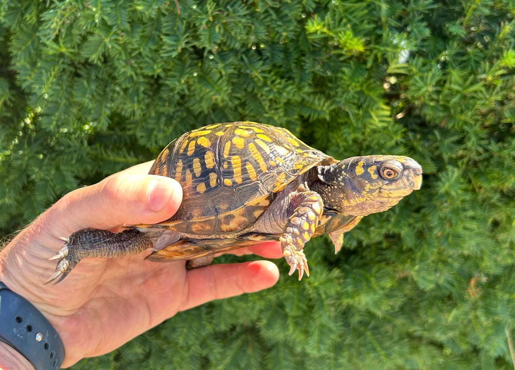 Adult Eastern Box Turtle (Female 1)