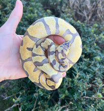 Load image into Gallery viewer, Juvenile Pastel Super Enchi Ghost (Male)