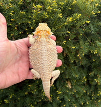Load image into Gallery viewer, Juvenile ‘High-Color’ Bearded Dragon (Female)