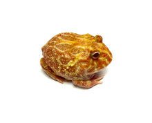 Load image into Gallery viewer, 3” Strawberry Pacman Frog