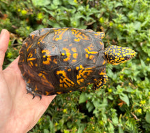Load image into Gallery viewer, Adult ‘High-Yellow’ Eastern Box Turtle (Male)