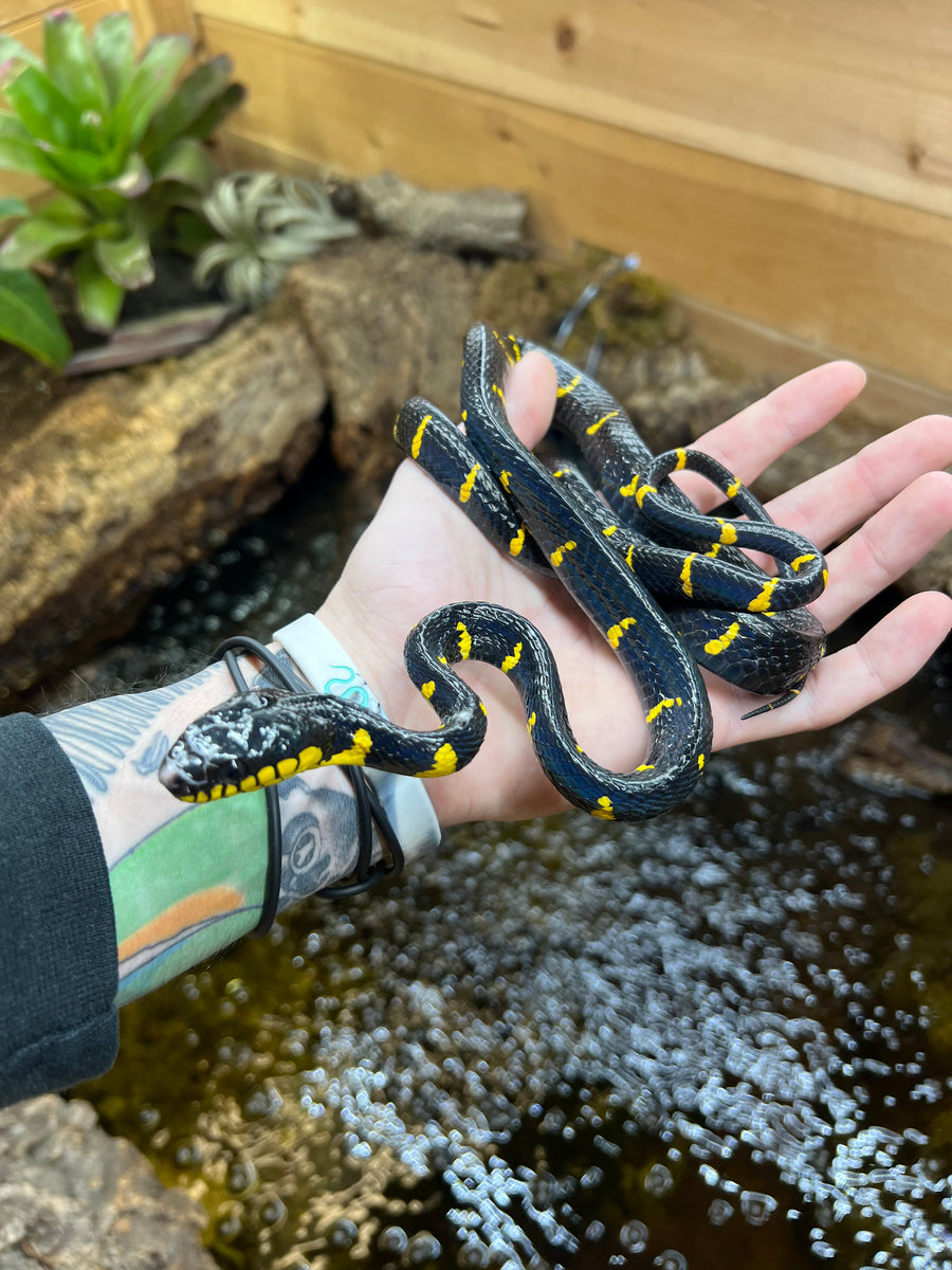 Juvenile Malaysian Mangrove Snake (Female) Scales and Tails of Ohio
