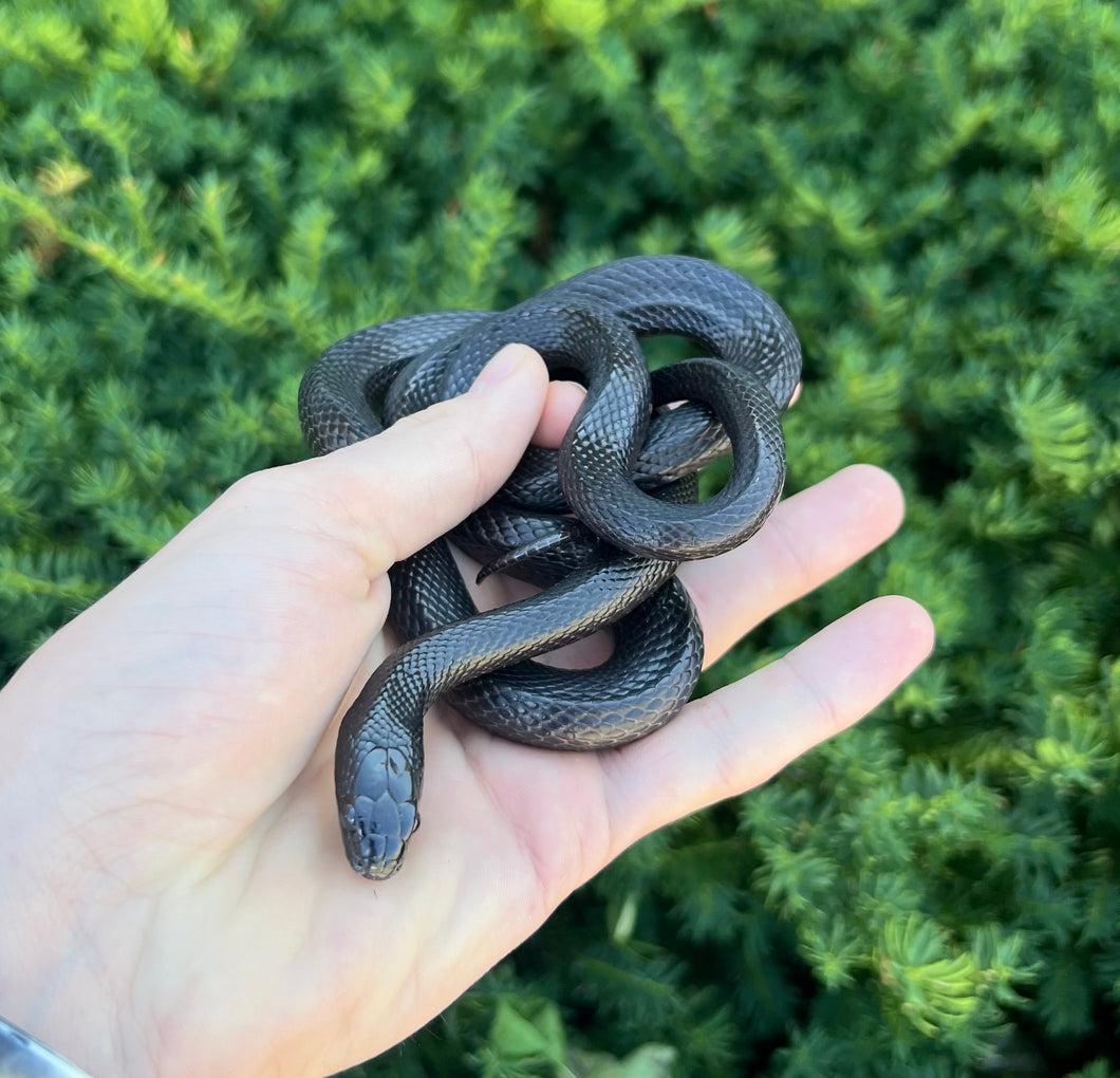 Sub-Adult Mexican Black Kingsnake (Male)