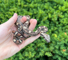Load image into Gallery viewer, Baby Motley het Blood/Kahl Albino Boa Constrictor (Male)