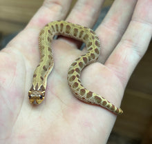 Load image into Gallery viewer, Baby Leucistic Western Hognose Snake (Female)