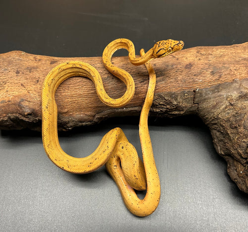 ‘Colored’ Amazon Tree Boa (Male 11)