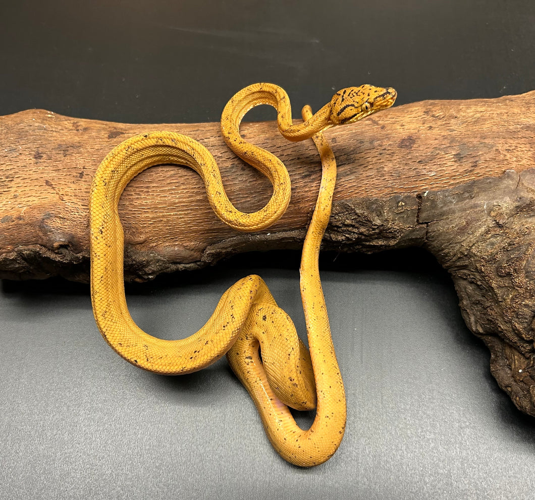 ‘Colored’ Amazon Tree Boa (Male 11)