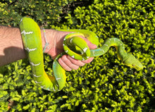 Load image into Gallery viewer, Adult Emerald Tree Boa (Female 2)