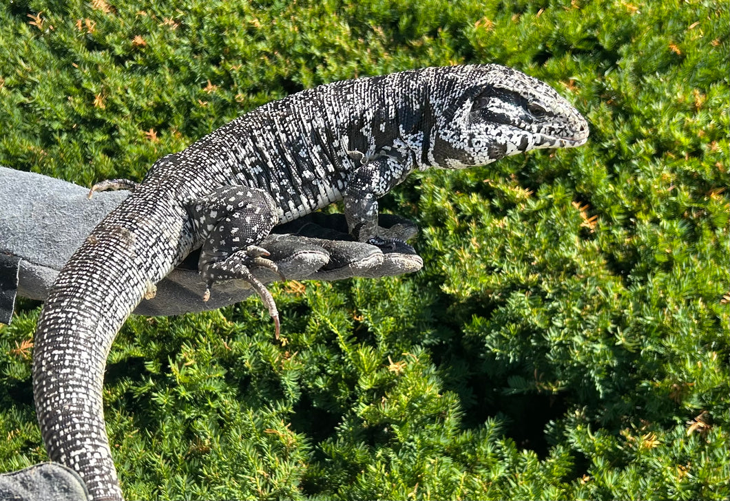 Sub-Adult Argentine Black and White Tegu