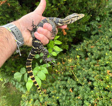 Load image into Gallery viewer, Juvenile Asian Water Monitor (4)