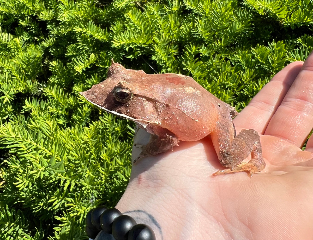 Solomon Island Leaf Frog Scales and Tails of Ohio