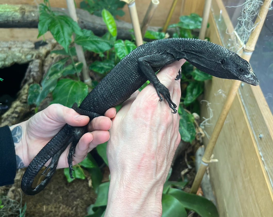 Adult Black Tree Monitor (Female)