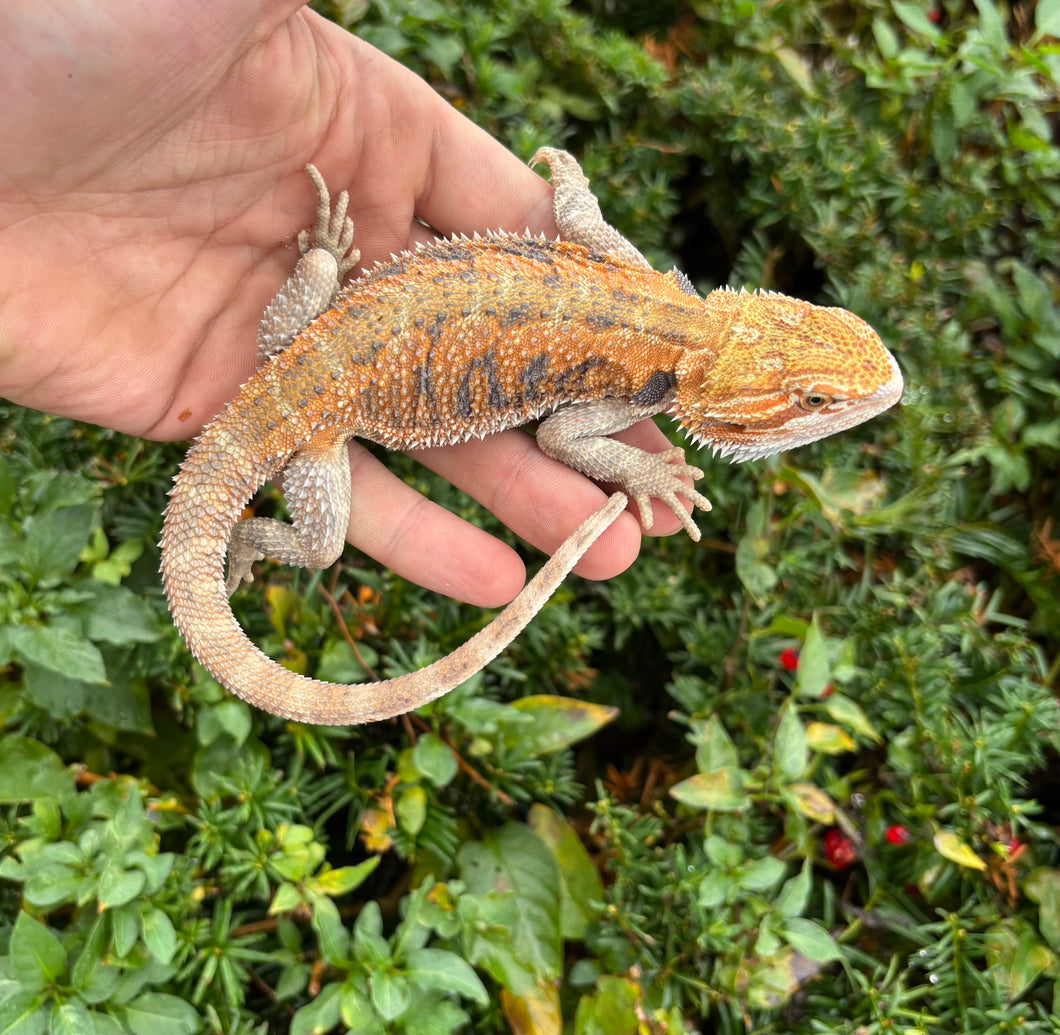 Juvenile Red Bearded Dragon (2)