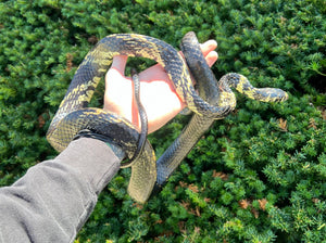 Adult Tiger Ratsnake (Female 1)