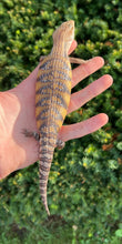 Load image into Gallery viewer, Baby Sunrise Northern Blue Tongue Skink (4)