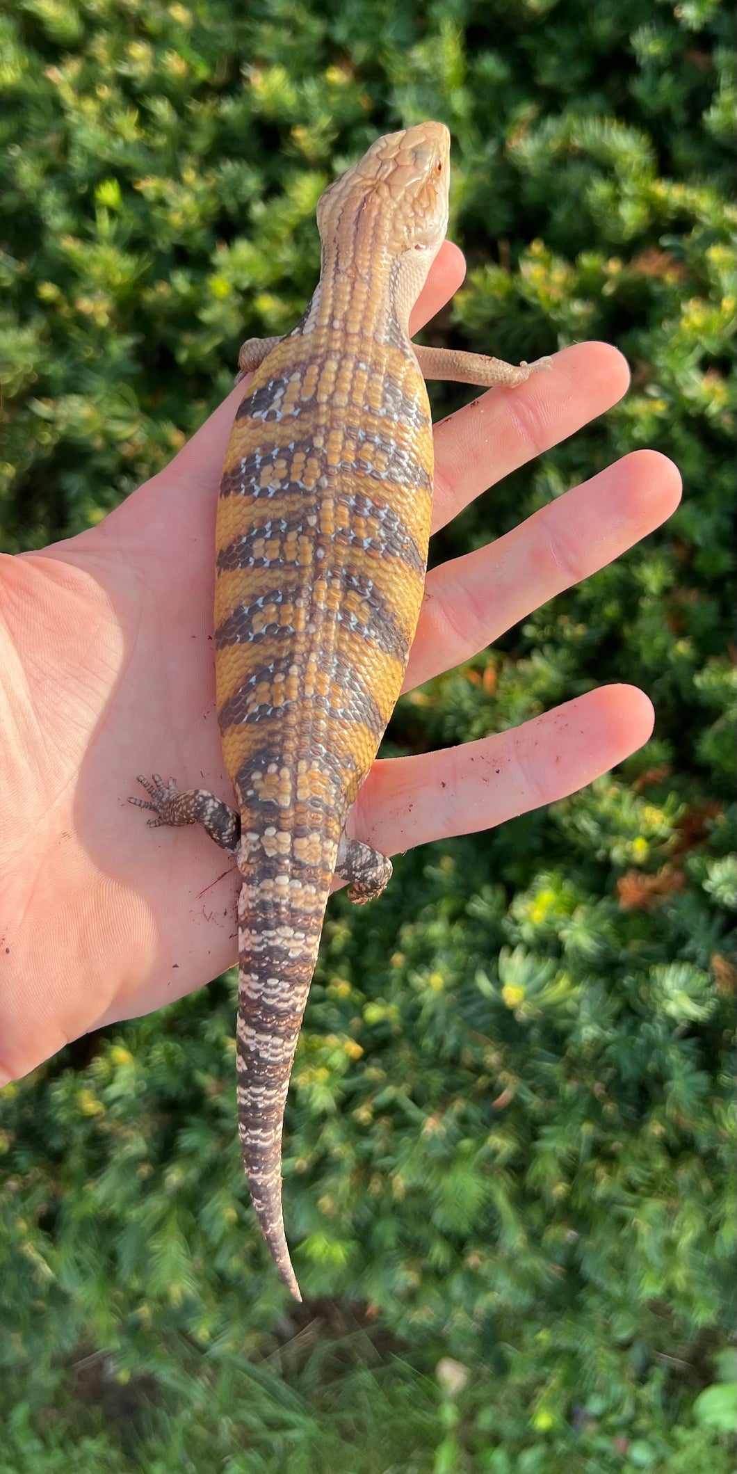 Baby Sunrise Northern Blue Tongue Skink (4)