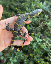 Load image into Gallery viewer, Baby ‘Exceptional’ Ornate Nile Monitor (4)