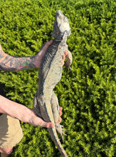 Load image into Gallery viewer, Adult Rhino Iguana (Male)