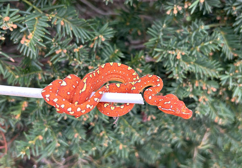 Baby Red Biak Green Tree Python (1)