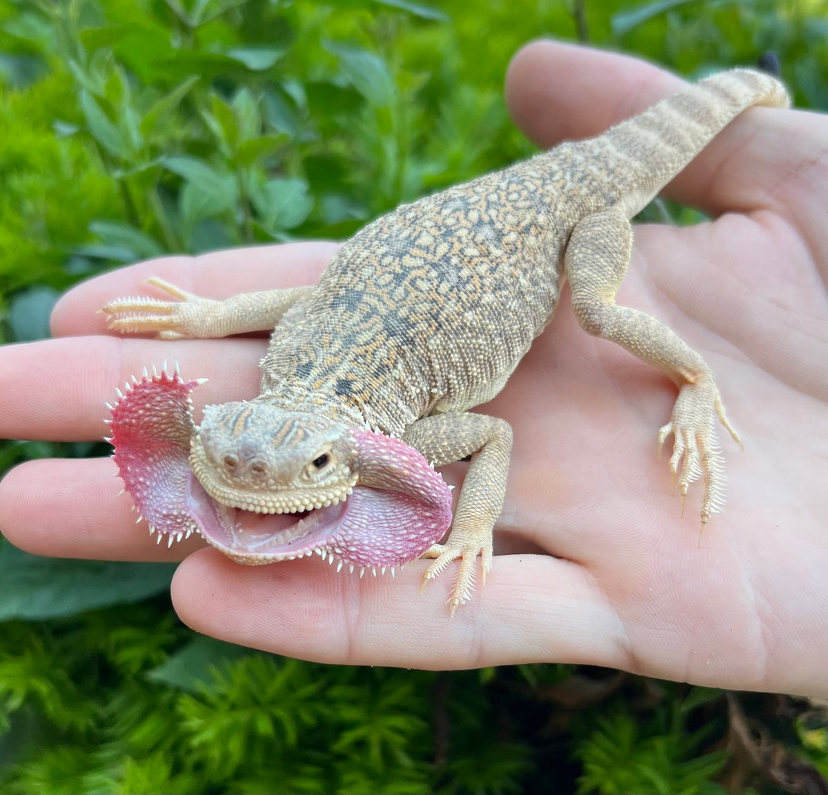 1.1 Adult Secret Toad-Headed Agama – Scales and Tails of Ohio