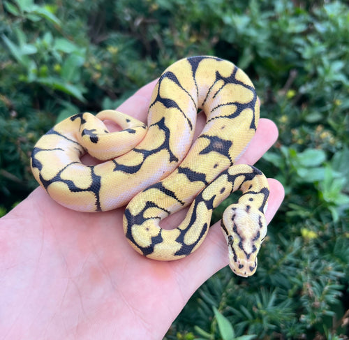 Baby Sugar Spider OD Enchi Ball Python (Male)