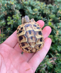 Baby Hermann’s Tortoise