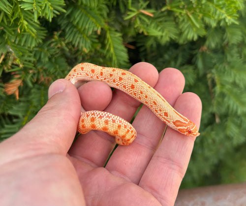 Baby Albino Anaconda Western Hognose Snake