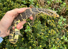 Load image into Gallery viewer, Small Asian Water Monitor (3)