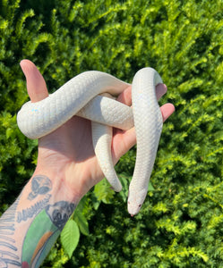 Adult Albino Sunbeam Snake (Female)