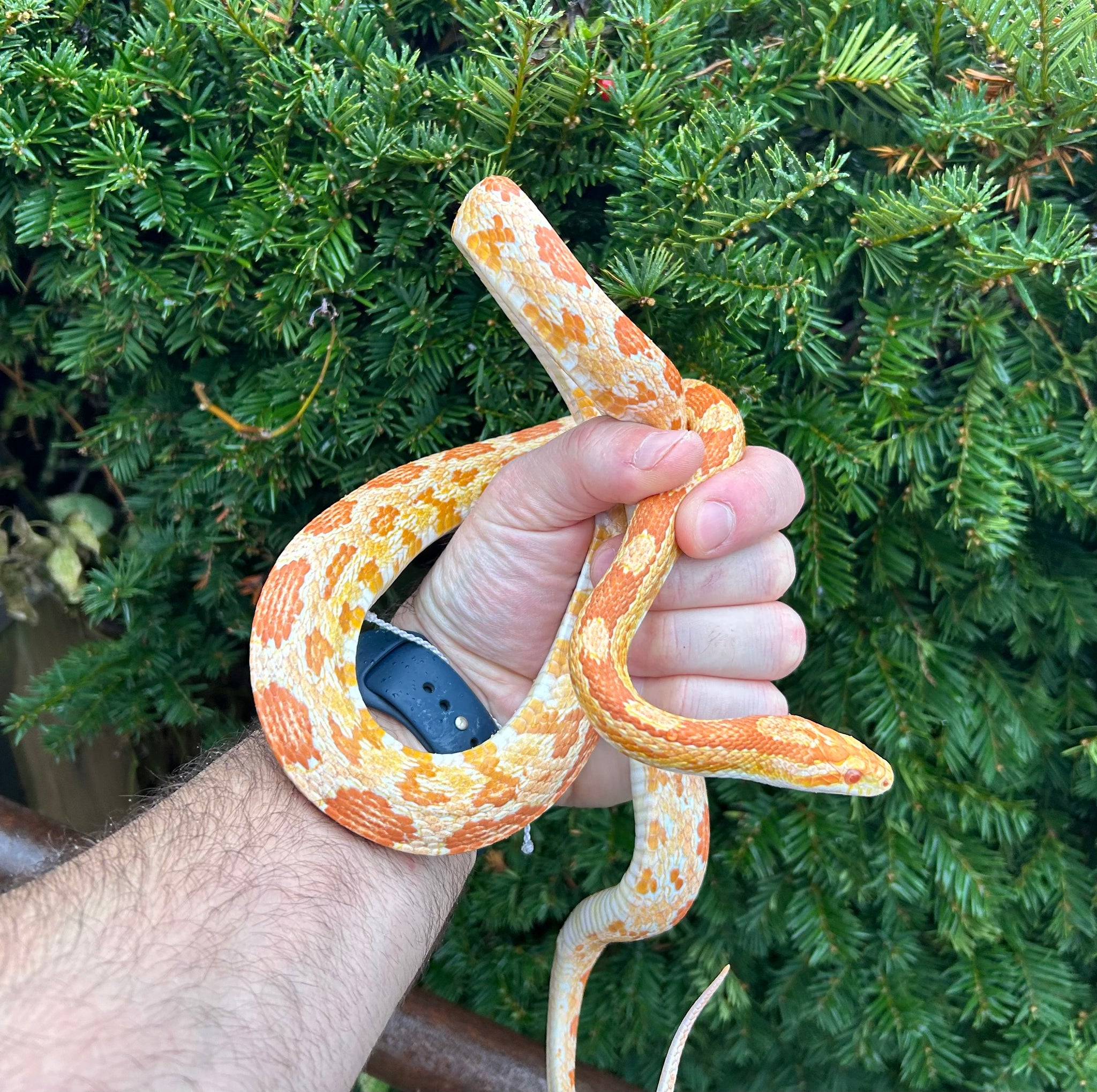 Corn Snakes – Scales and Tails of Ohio, image size:2048x2038