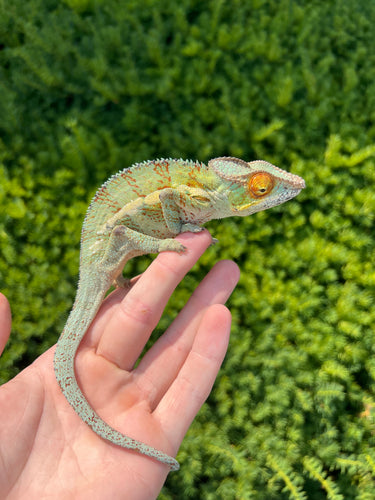 Adult Ambanja Panther Chameleon (Male 2)