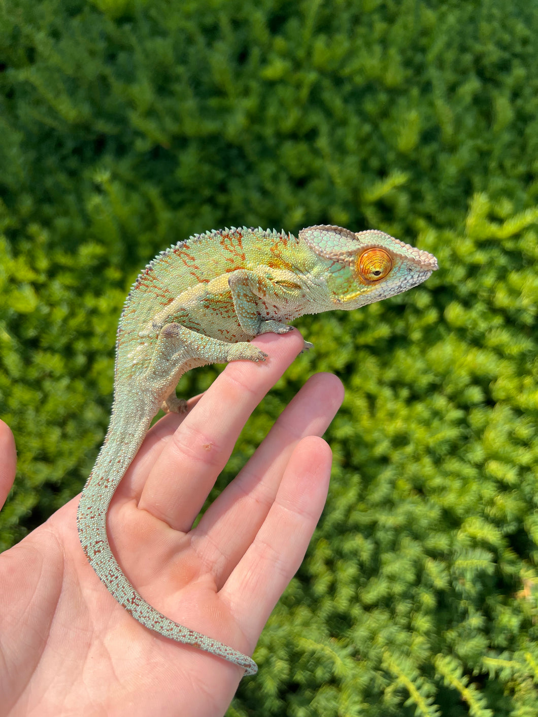 Adult Ambanja Panther Chameleon (Male 2)