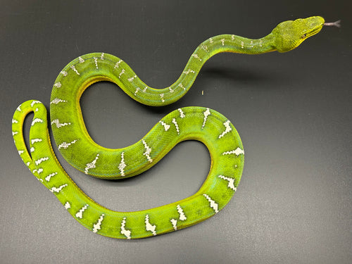 Adult Emerald Tree Boa (Female 2)