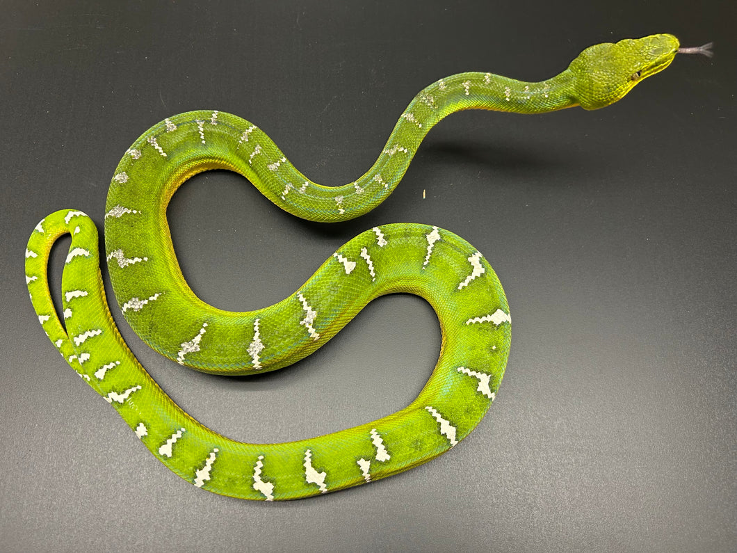 Adult Emerald Tree Boa (Female 2)