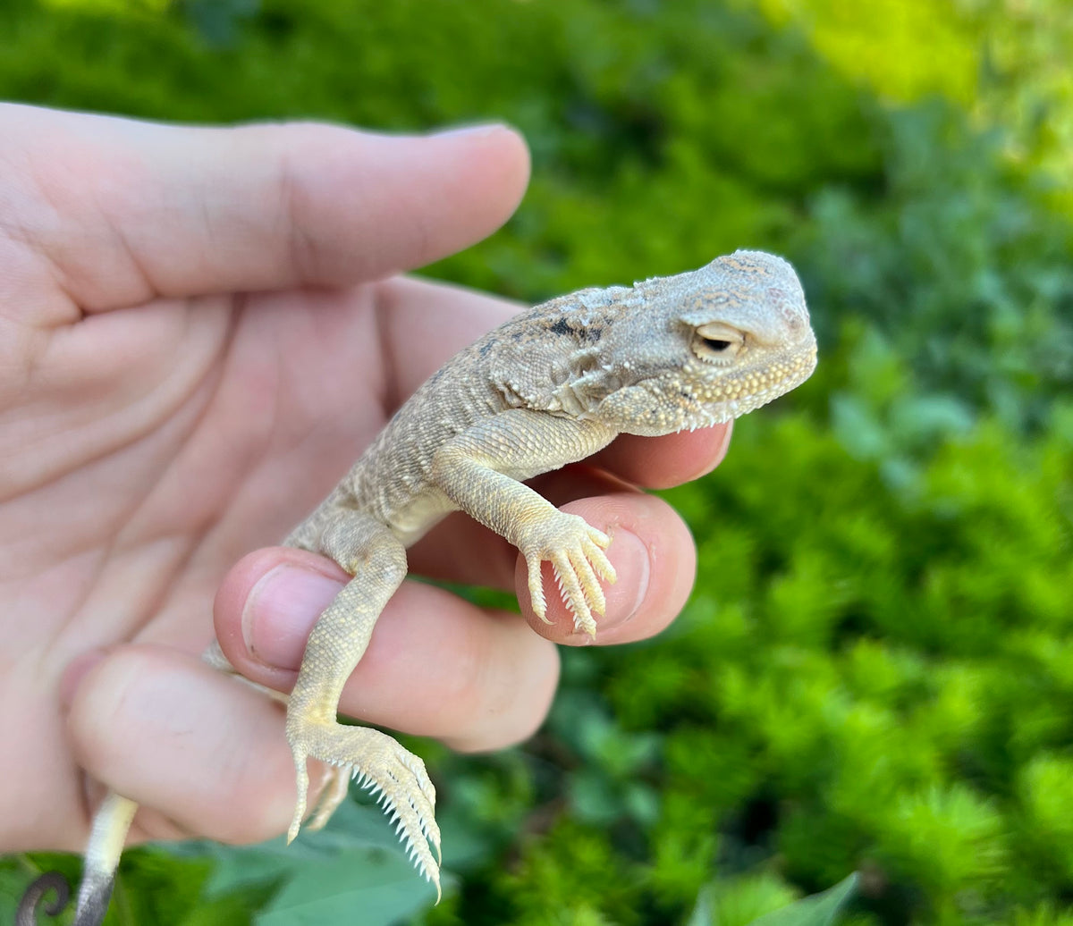 Juvenile Secret Toad-Headed Agama – Scales and Tails of Ohio