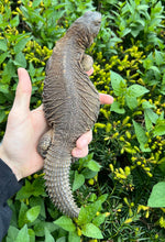 Load image into Gallery viewer, Adult Egyptian Uromastyx (1)