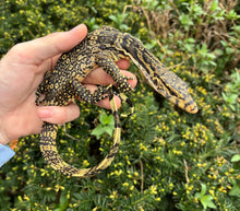 Load image into Gallery viewer, Small Asian Water Monitor (2)