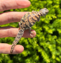 Load image into Gallery viewer, Baby Ornate Uromastyx (2)