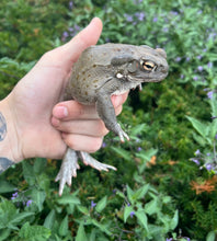 Load image into Gallery viewer, Adult Colorado River Toads (1.1 Pair)