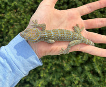Load image into Gallery viewer, Adult Yellow Spot Tokay Gecko (Male)