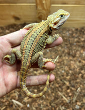 Load image into Gallery viewer, Juvenile ‘High-Color’ Genetic Stripe Bearded Dragon (3)