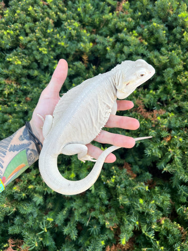 Adult Zero Bearded Dragon (Female)
