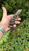 Load image into Gallery viewer, Juvenile Asian Water Monitor (4)