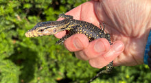 Load image into Gallery viewer, Baby Sulawesi Water Monitor (3)